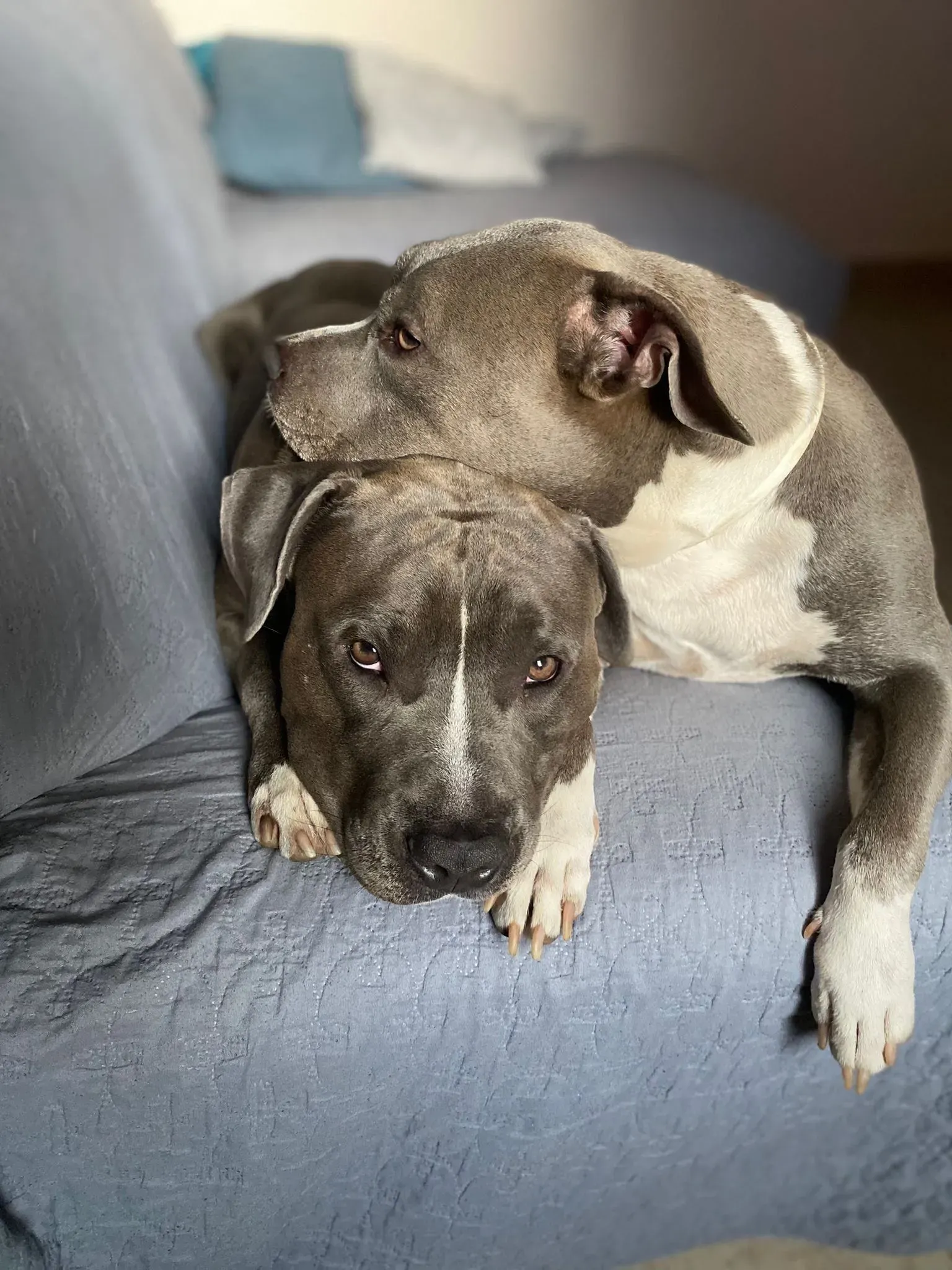 Due cani riposano sul divano di casa
